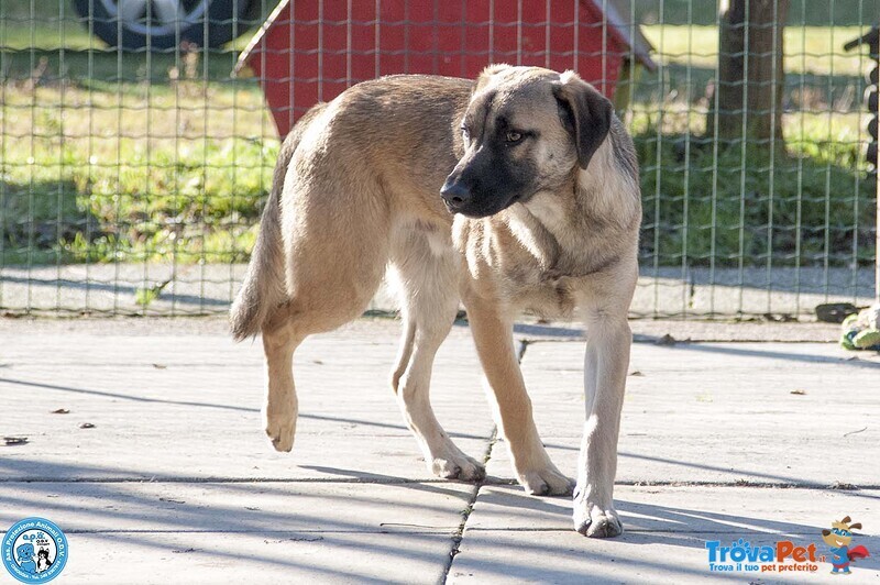 Se ami i cani Sensibili, Plinio ti sta Aspettando - Foto n. 3