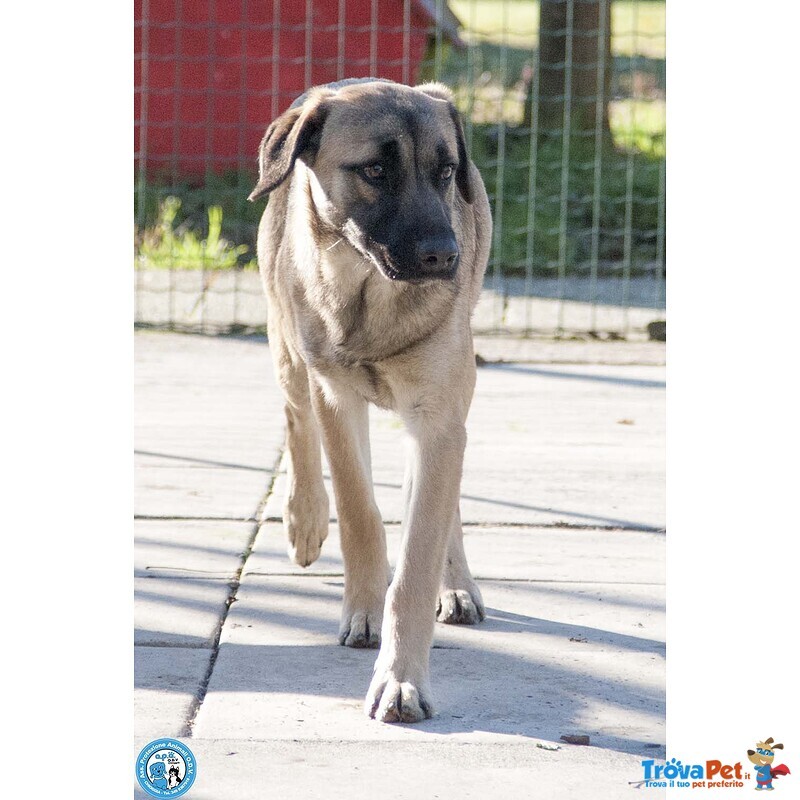 Se ami i cani Sensibili, Plinio ti sta Aspettando - Foto n. 4