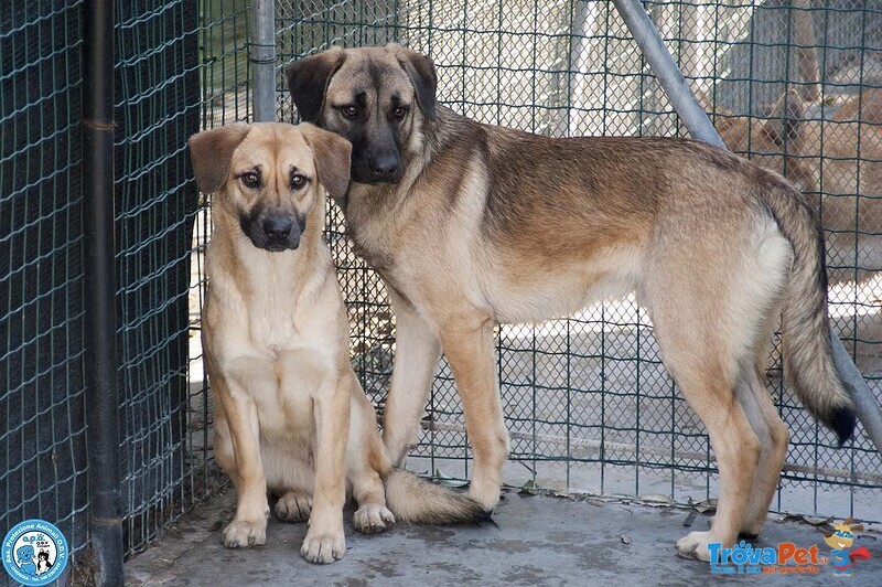 Se ami i cani Sensibili, Plinio ti sta Aspettando - Foto n. 5