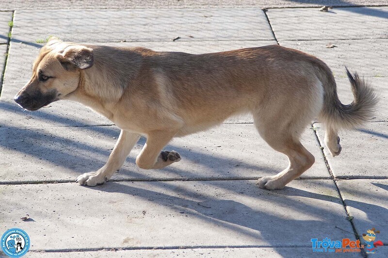Pam, Cerca chi Sappia Vederla Davvero - Foto n. 4