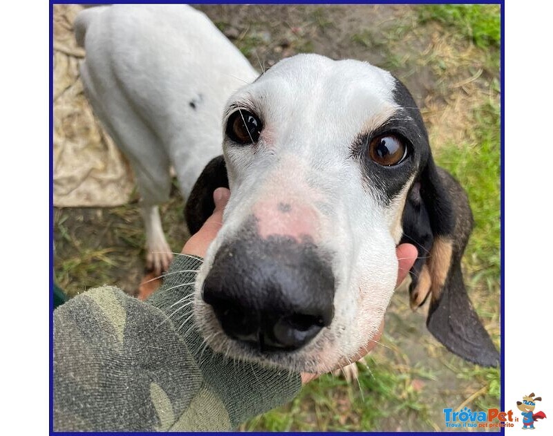 Moira 7anni Dolcissima Segugia - Foto n. 2