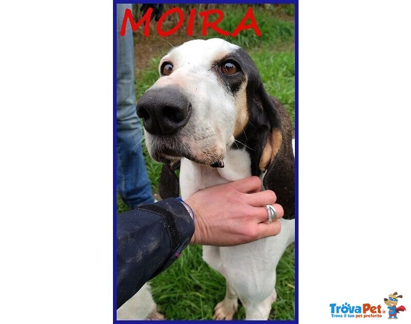 Moira 7anni Dolcissima Segugia - Foto n. 3