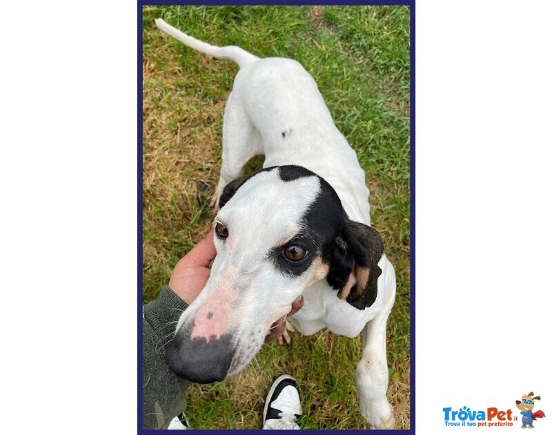 Moira 7anni Dolcissima Segugia - Foto n. 4