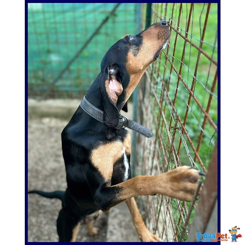 Arci Segugetto 2 anni si Dispera in Canile - Foto n. 2