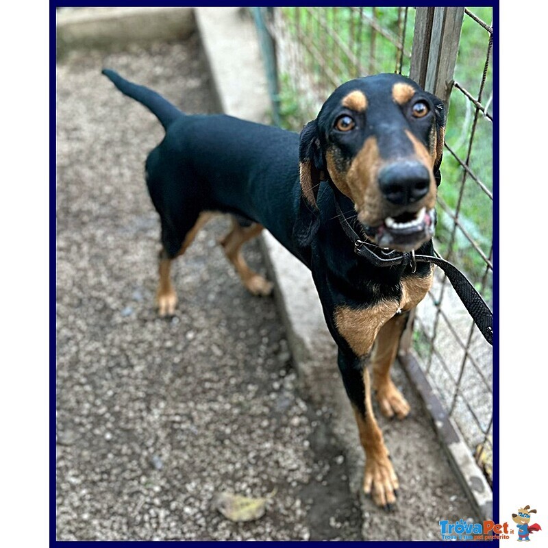 Arci Segugetto 2 anni si Dispera in Canile - Foto n. 3