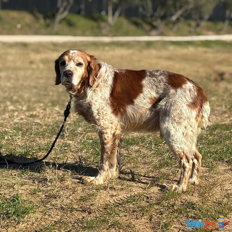 Jack Breton puro Cerca casa - Adozione del Cuore - Foto n. 2