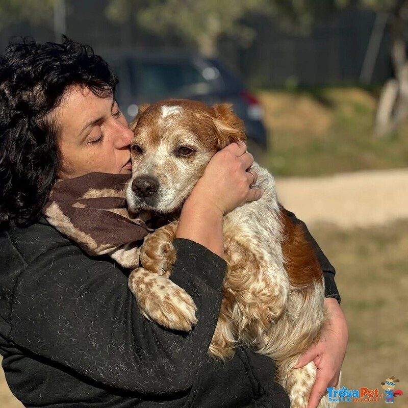 Jack Breton puro Cerca casa - Adozione del Cuore - Foto n. 3