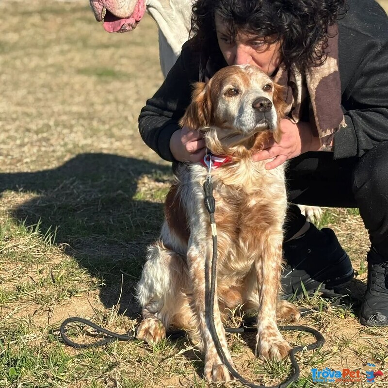 Jack Breton puro Cerca casa - Adozione del Cuore - Foto n. 4