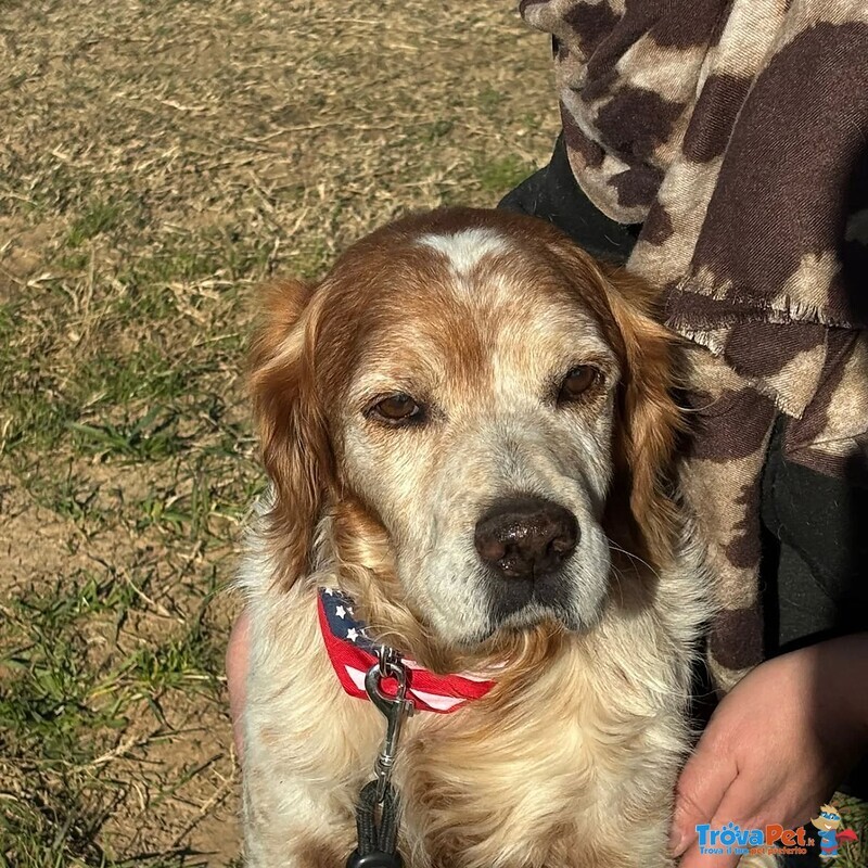 Jack Breton puro Cerca casa - Adozione del Cuore - Foto n. 5