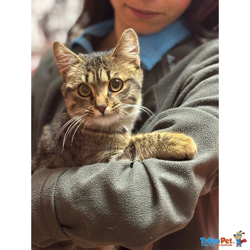 Grey Dolce Gattino Cerca casa - Adozione del Cuore - Foto n. 3