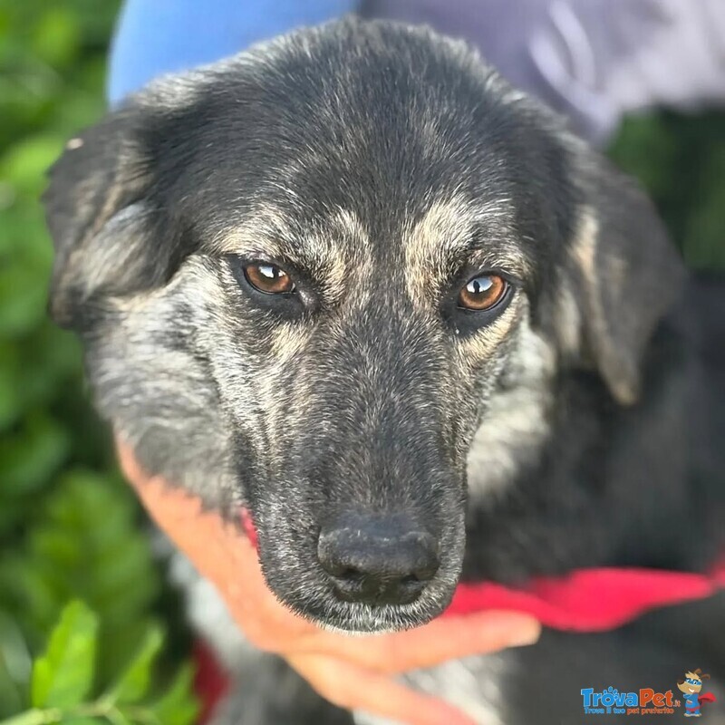 Freya Dolce Cagnolina Mamma Border Collie Cerca casa - in Adozione - Foto n. 3