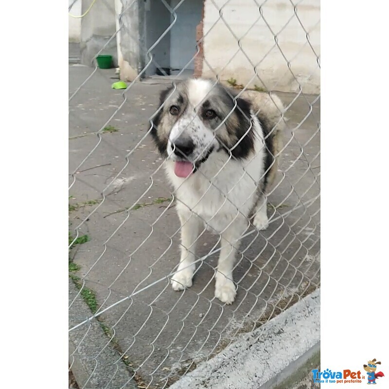 Cagnoline in Adozione - Foto n. 1