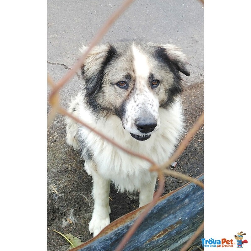 Cagnoline in Adozione - Foto n. 2