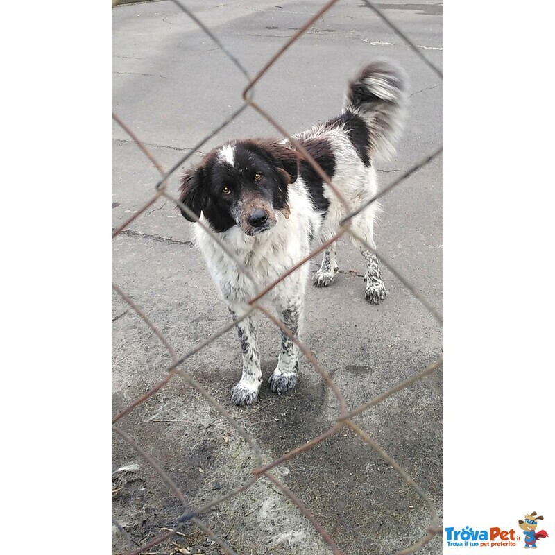 Cagnoline in Adozione - Foto n. 3