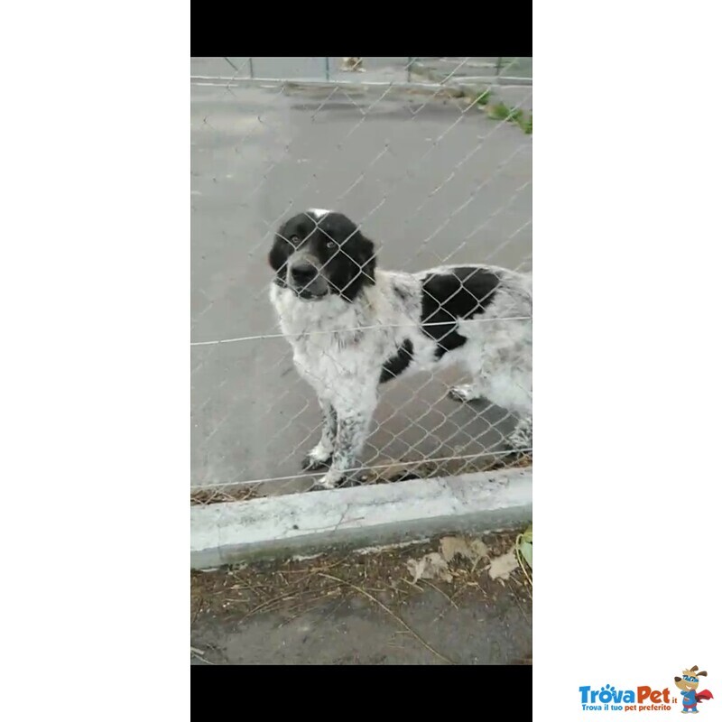 Cagnoline in Adozione - Foto n. 5