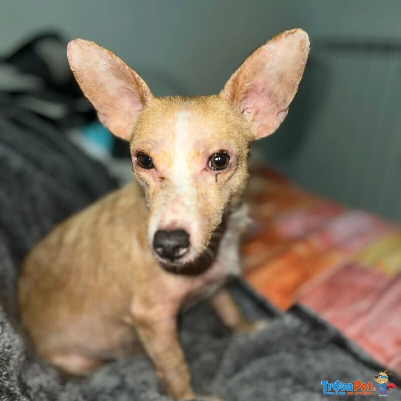 Agata Dolce e Tenera Cerca casa - Adozione del Cuore - Cagnolina 5 kg 3 Anni - Foto n. 3