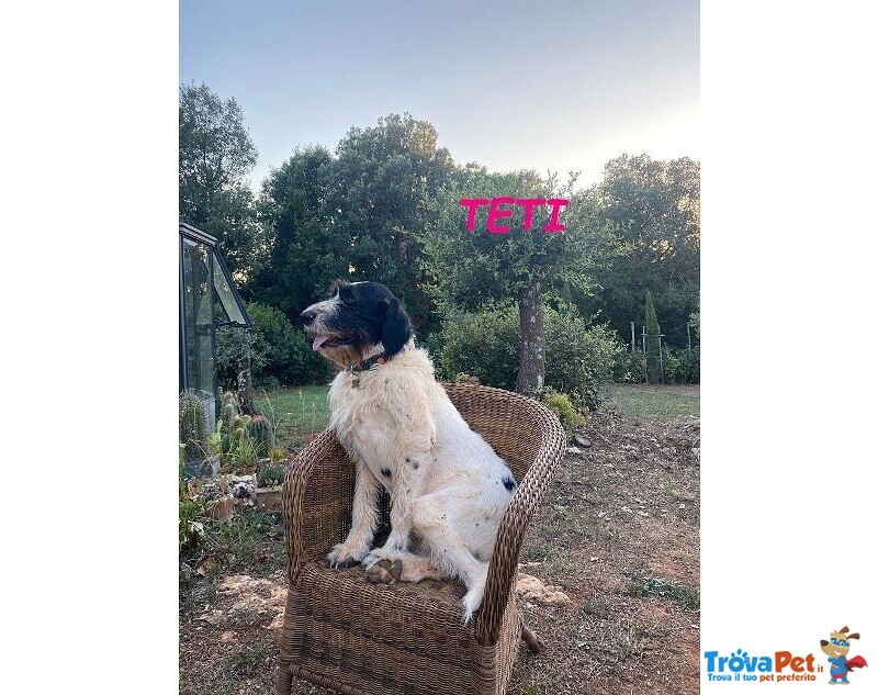 Teti e Calipso Sorelline da Adottare - Foto n. 2