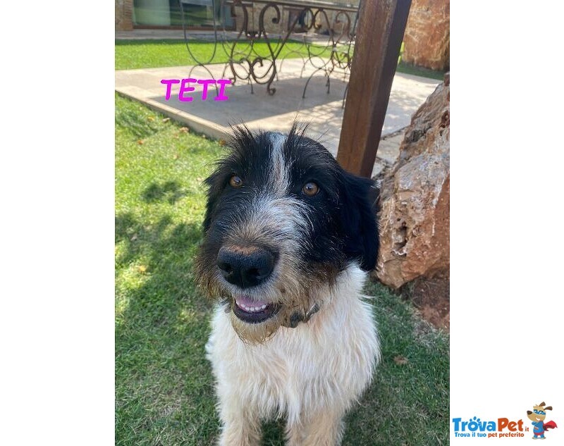 Teti e Calipso Sorelline da Adottare - Foto n. 1