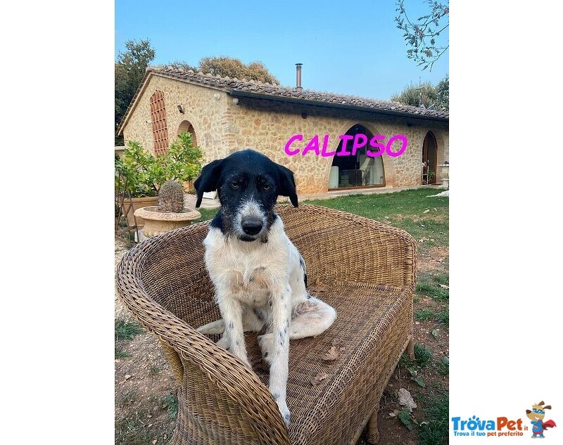 Teti e Calipso Sorelline da Adottare - Foto n. 3