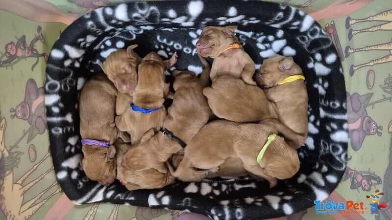 Disponibili Bellissimi Maschietti di Bracco Ungherese (vizsla) - Foto n. 2