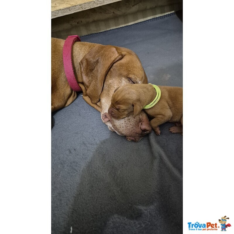Disponibili Bellissimi Maschietti di Bracco Ungherese (vizsla) - Foto n. 3