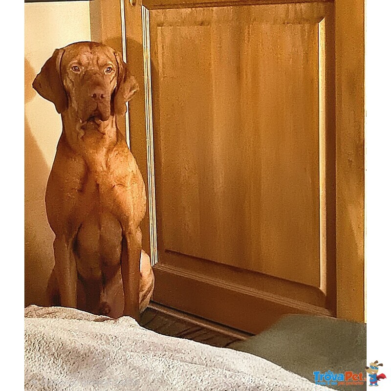Disponibili Bellissimi Maschietti di Bracco Ungherese (vizsla) - Foto n. 5