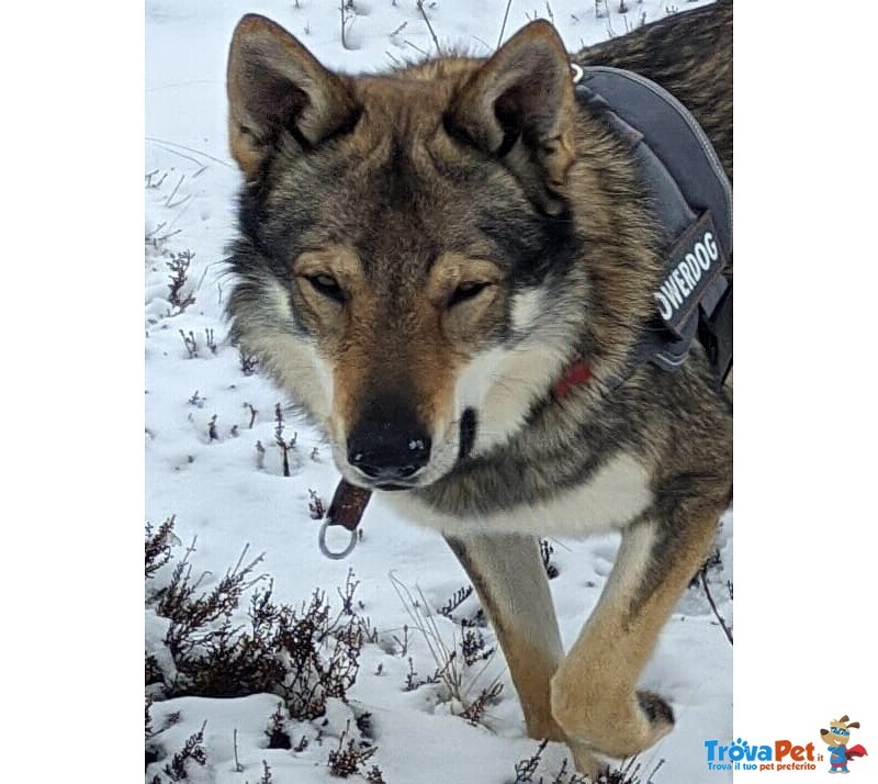 Accoppiamento - Foto n. 1