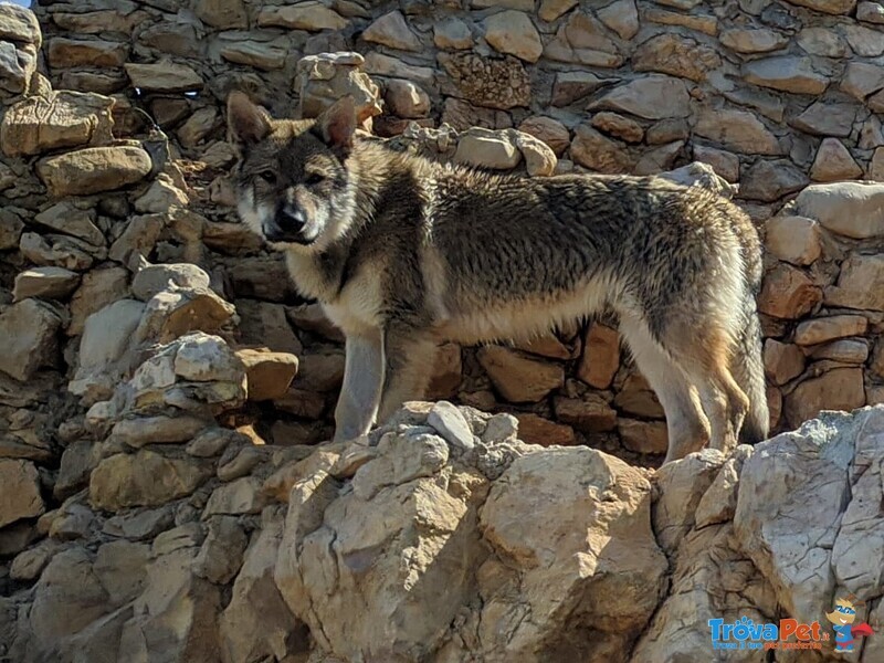 Accoppiamento - Foto n. 2