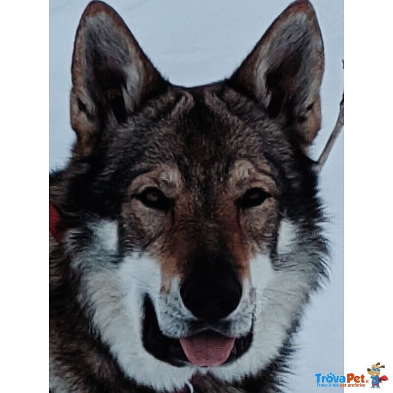 Accoppiamento - Foto n. 4