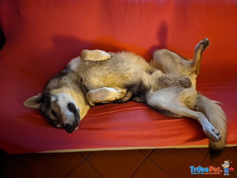 Accoppiamento - Foto n. 5