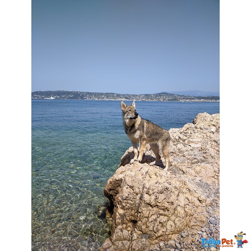 Accoppiamento - Foto n. 6