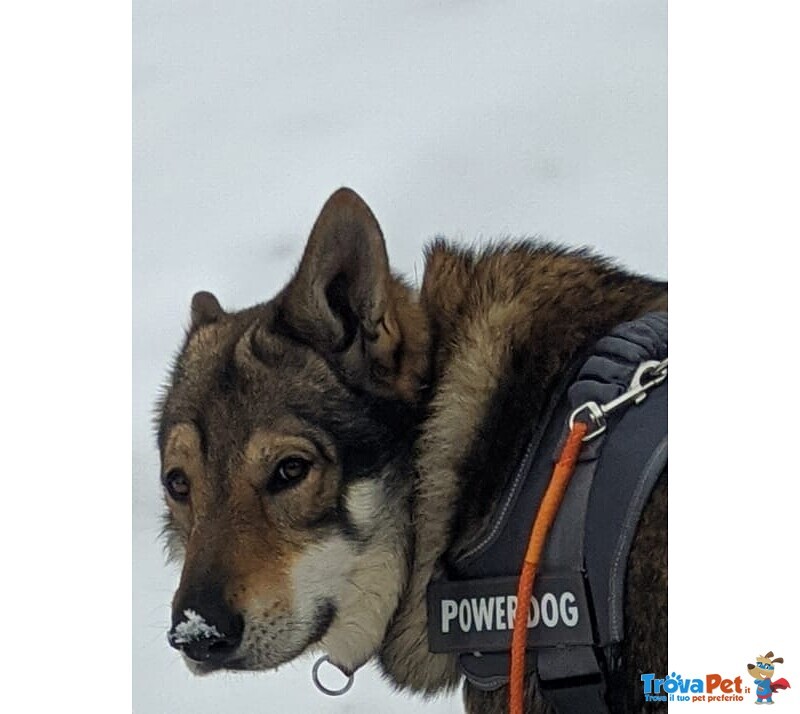 Accoppiamento - Foto n. 7