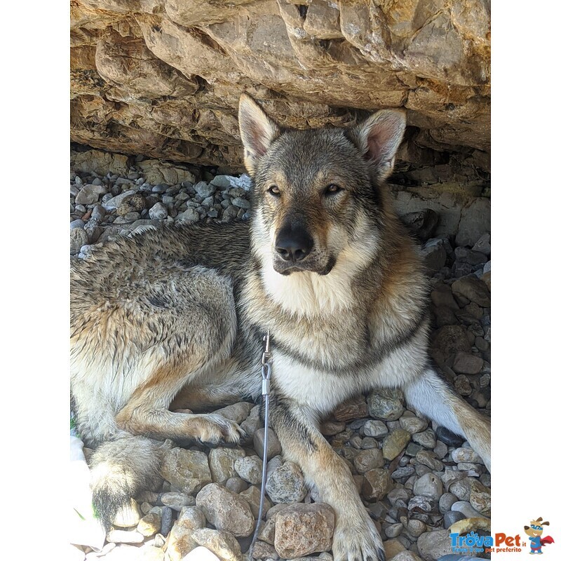 Accoppiamento - Foto n. 8