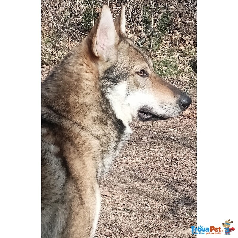 Accoppiamento - Foto n. 9