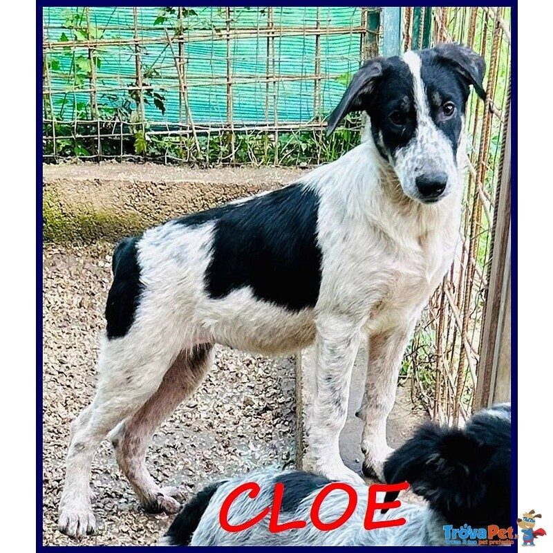 Cloe Recuperata in Strada Affamata e Spaventata - Foto n. 1