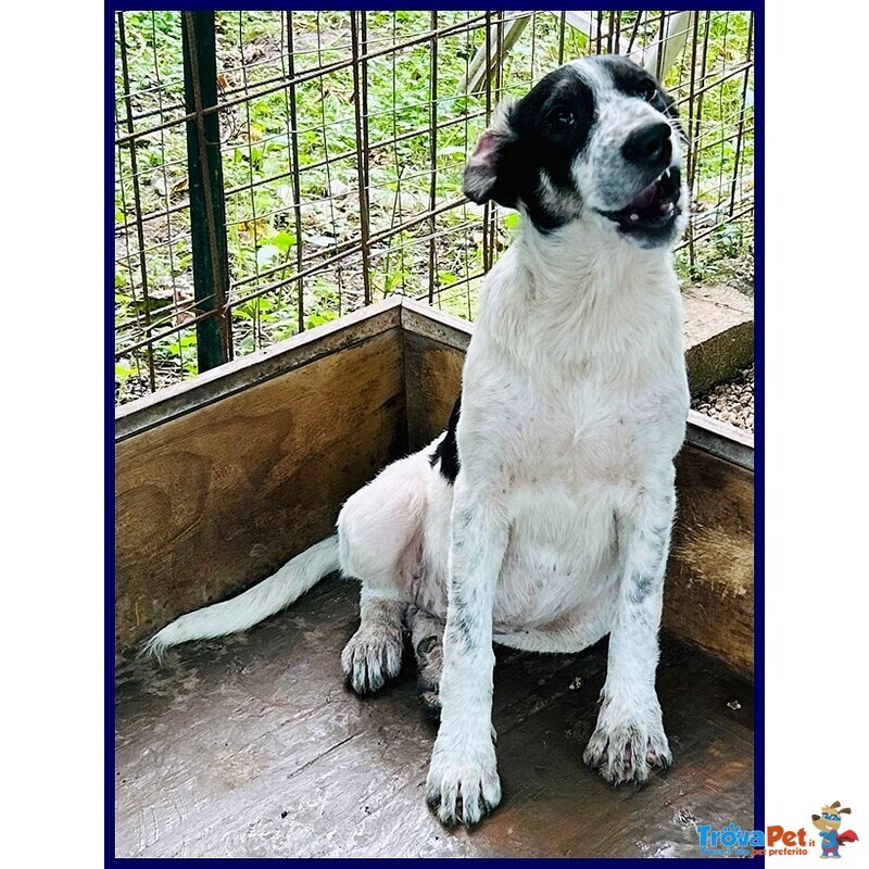 Cloe Recuperata in Strada Affamata e Spaventata - Foto n. 2