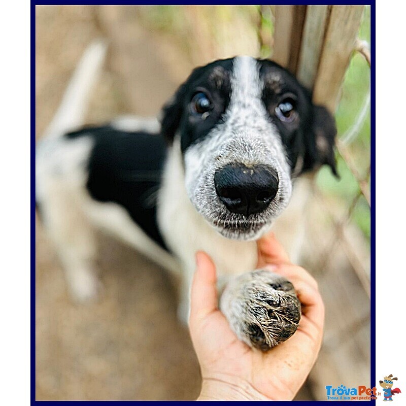 Cloe Recuperata in Strada Affamata e Spaventata - Foto n. 3