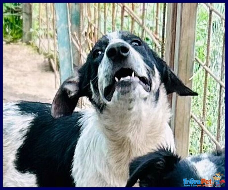 Cloe Recuperata in Strada Affamata e Spaventata - Foto n. 4