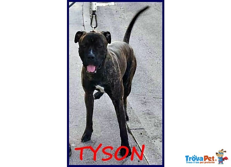 Tyson 3anni Bravo Rimasto Solo! - Foto n. 1