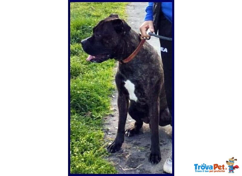 Tyson 3anni Bravo Rimasto Solo! - Foto n. 2