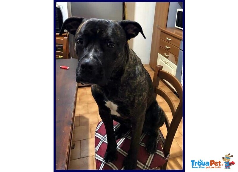 Tyson 3anni Bravo Rimasto Solo! - Foto n. 3