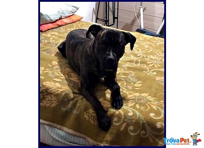 Tyson 3anni Bravo Rimasto Solo! - Foto n. 4