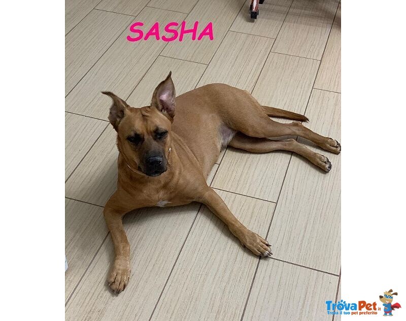 Sasha 8anni Brava con gli Altri Cani - Foto n. 2