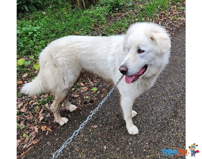 Gino Giovane Dolcissimo Pastore Maremmano - Foto n. 2