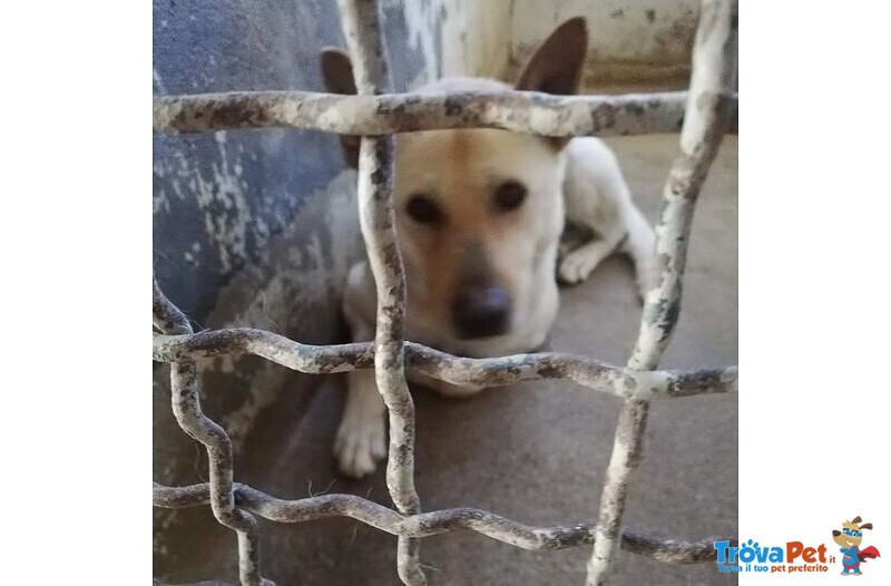 Takeshi Bravo e Socievole - 30kg - Foto n. 2