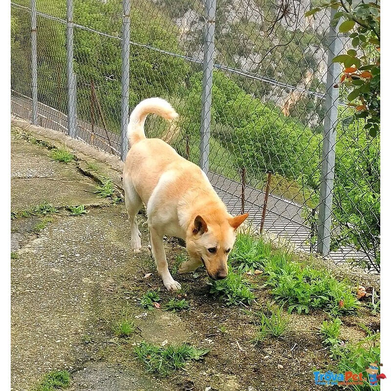 Takeshi Bravo e Socievole - 30kg - Foto n. 3