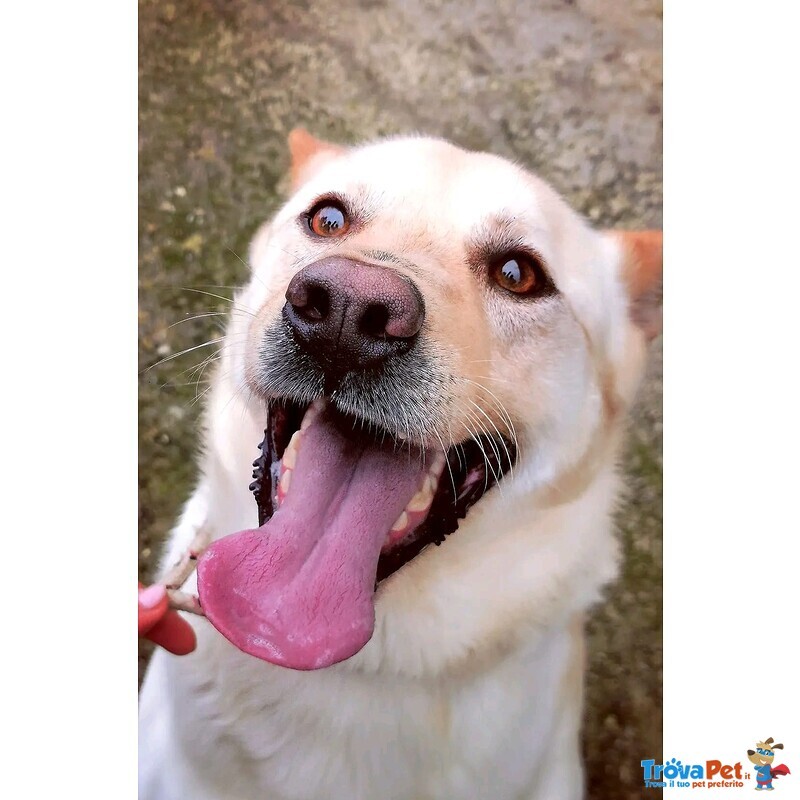 Takeshi Bravo e Socievole - 30kg - Foto n. 4