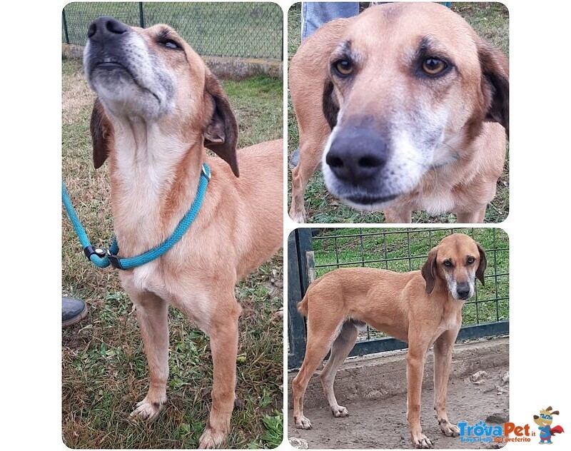 Sandrino un Dolce Simpaticone - Foto n. 1