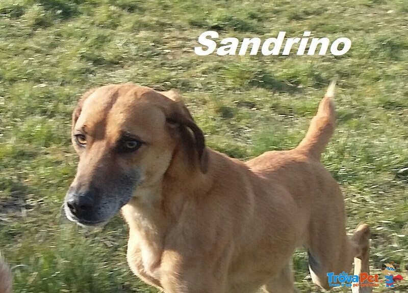 Sandrino un Dolce Simpaticone - Foto n. 4