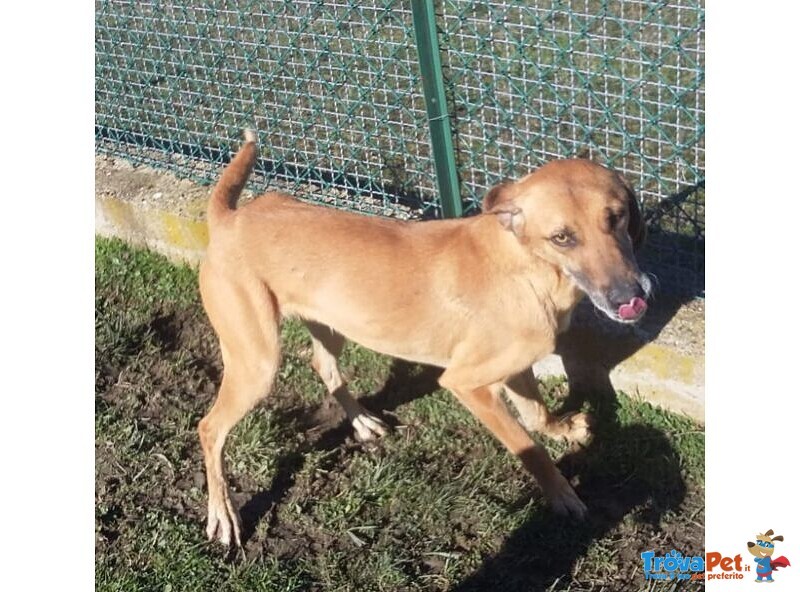 Sandrino un Dolce Simpaticone - Foto n. 5